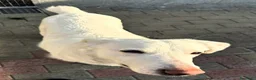 Meticcio cani in regalo: GENNA CERCA CASA - Annuncio 8