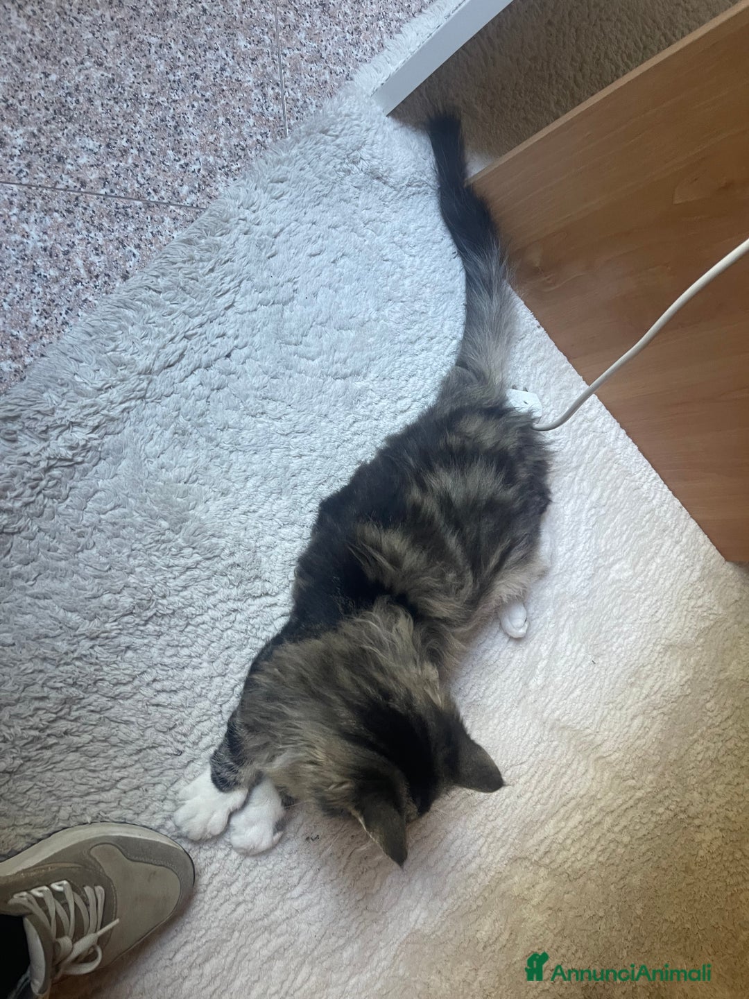 Norvegese gatti in vendita: norvegese delle foreste - Annuncio 2