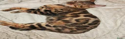 Bengala gatti in vendita: Gatto Bengala Femmina  - Annuncio 4