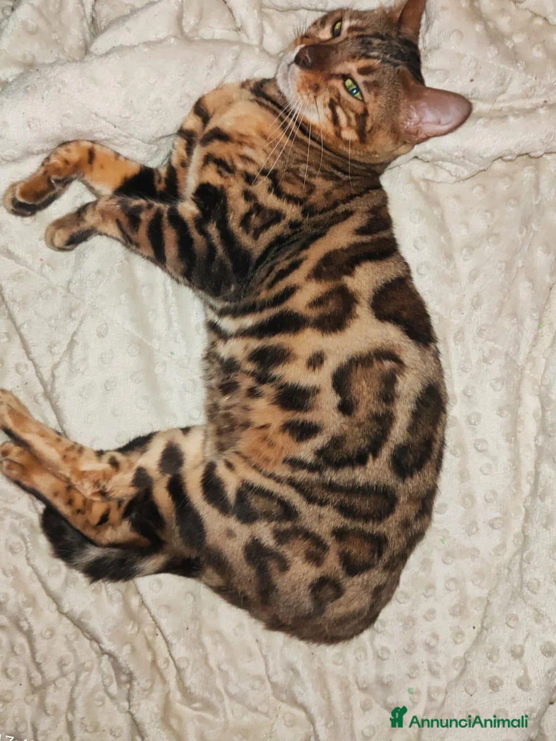 Bengala gatti in vendita: Gatto Bengala Femmina  - Annuncio 4