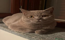 British gatti per accoppiamento: British short hair a Città Metropolitana di Torino - Immagine 3