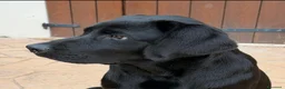 Labrador cani in vendita: CUCCIOLO LABRADOR NERO - Annuncio 1