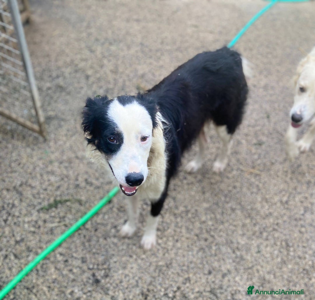 Border Collie cani in regalo: WILLOW, fantastica mix BORDER COLLIE! - Immagine 8