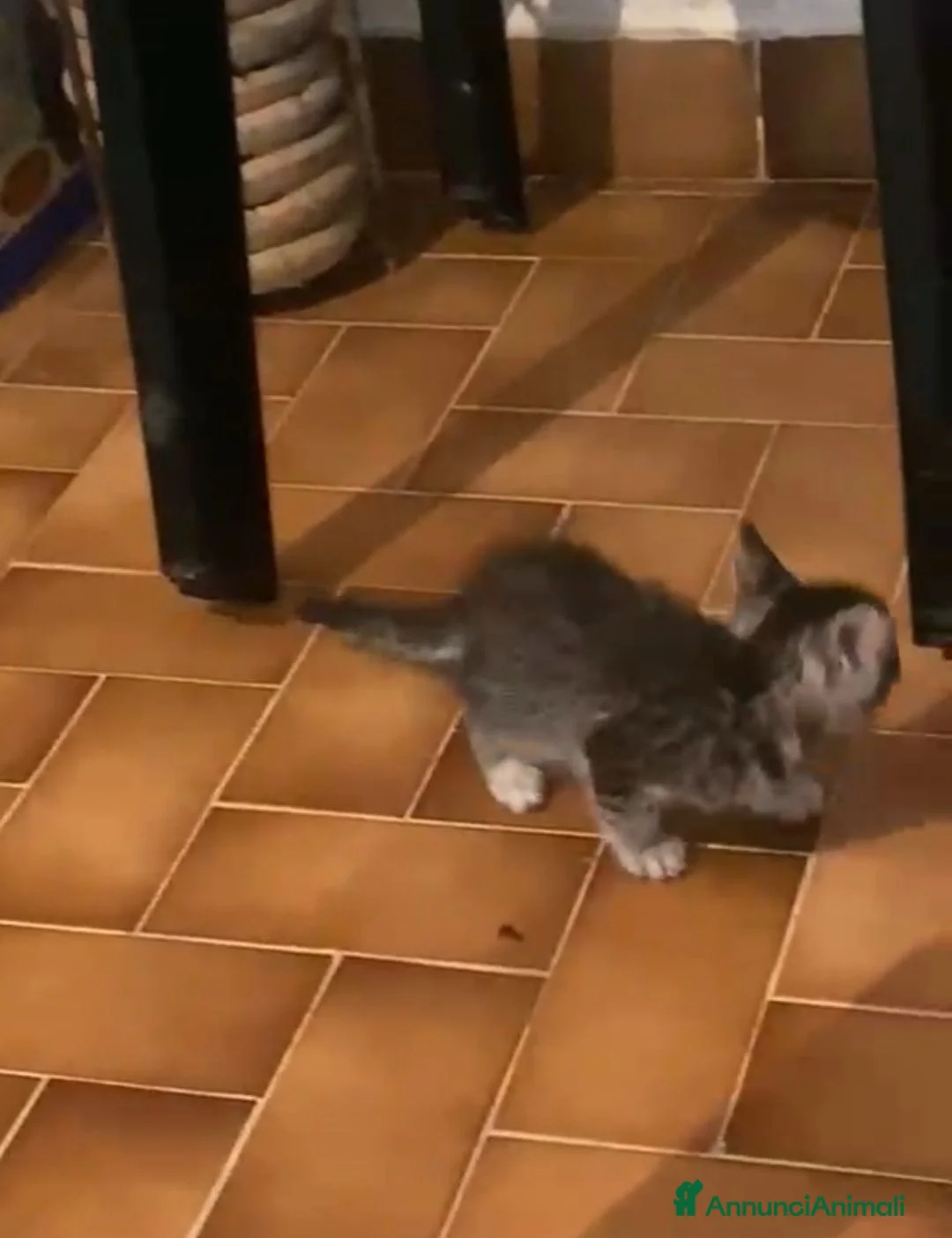 Meticcio gatti in regalo: GATTINI DOLCISSIMI a Città Metropolitana di Genova - Annuncio 14