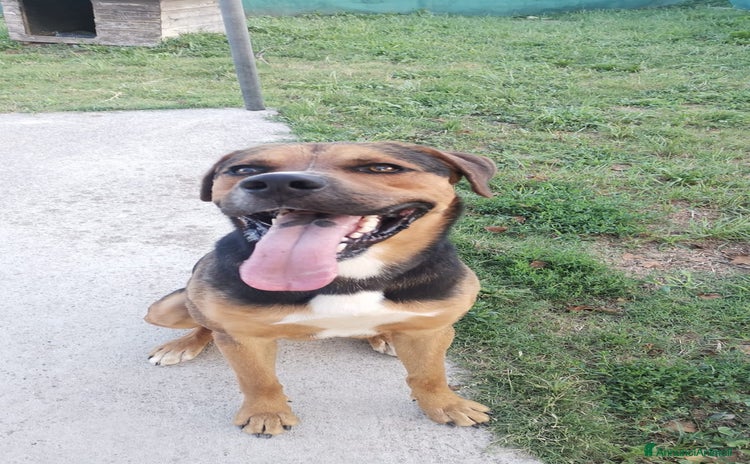 Meticcio cani Incrocio Rottweiler di 1 anno - Annuncio 1