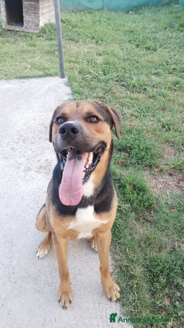 Meticcio cani Incrocio Rottweiler di 1 anno - Annuncio 1