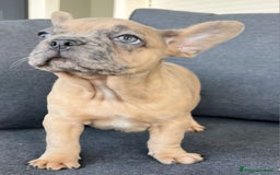 Bulldog Francese cani in vendita: Bulldog francese  - Immagine 1