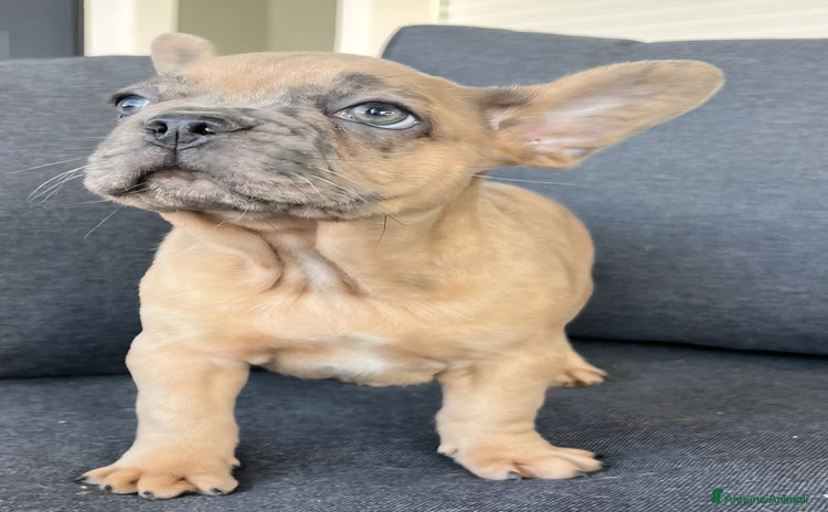 Bulldog Francese cani Bulldog francese  - Annuncio 3