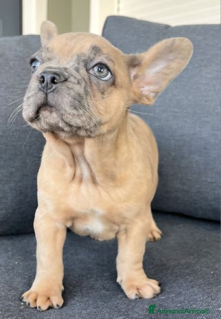 Bulldog Francese cani Bulldog francese - Annuncio 3