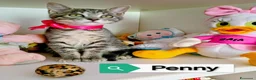 Europeo gatti in regalo: GATTINI MERAVIGLIOSI  a Provincia di Crotone - Annuncio 4