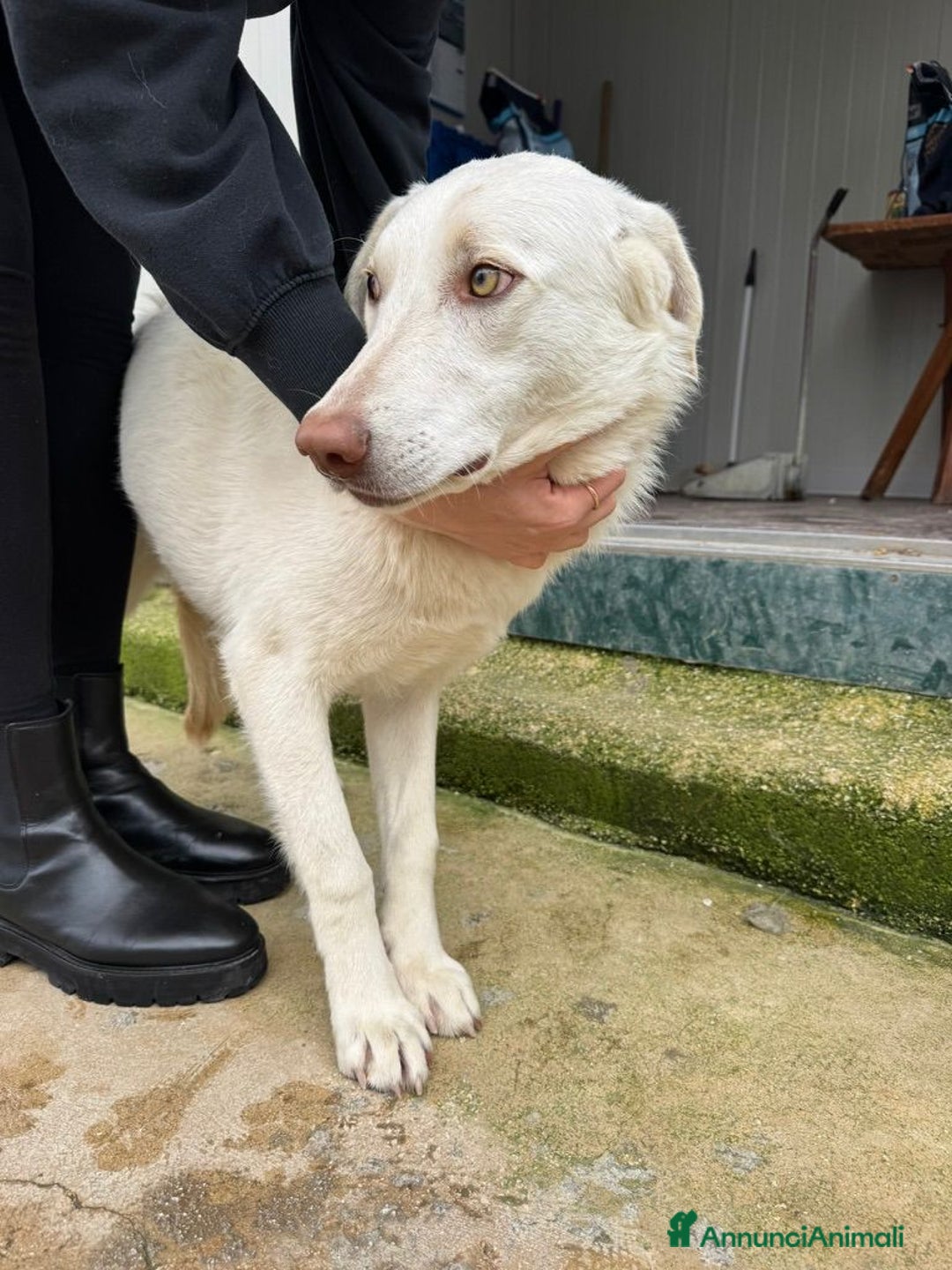 Meticcio cani in regalo: Chiara: 1 anno, socievole ed equilibrata - Annuncio 25