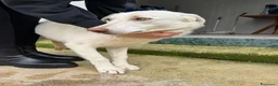 Meticcio cani in regalo: Chiara: giovane, socievole ed equilibrata - Annuncio 34