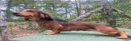 Bassotto Nano cani in vendita: Cucciolo di Bassotto Nano a Pelo Lungo a Città Metropolitana di Torino - Annuncio 1