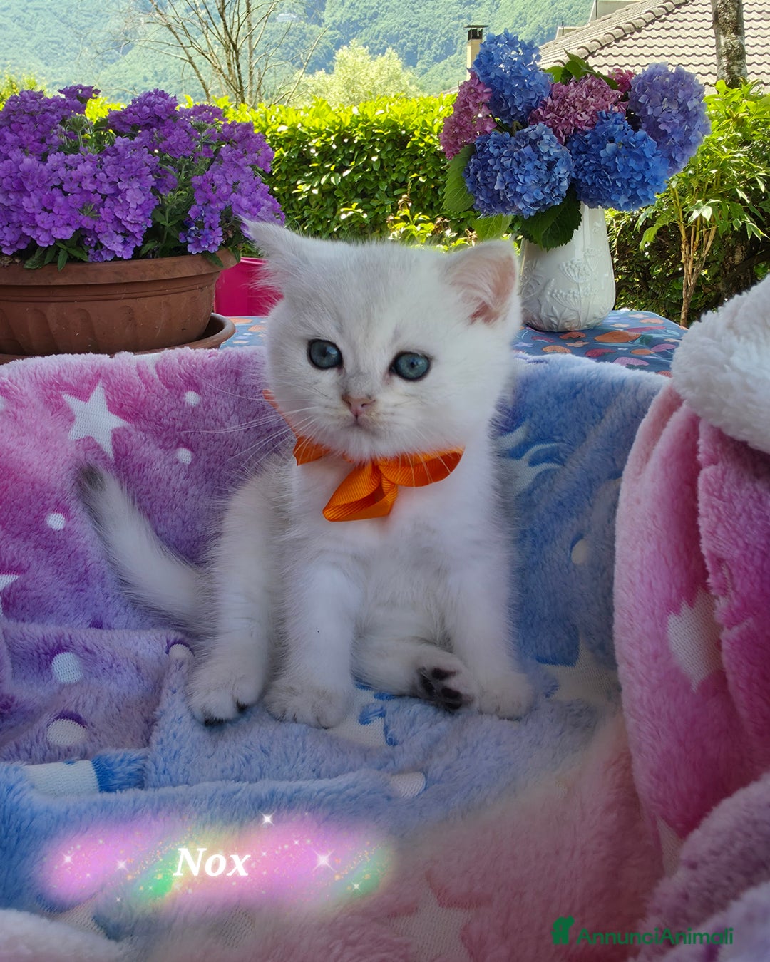 British gatti in vendita: Cuccioli British Golden e Silver a Provincia di Bergamo - Immagine 6