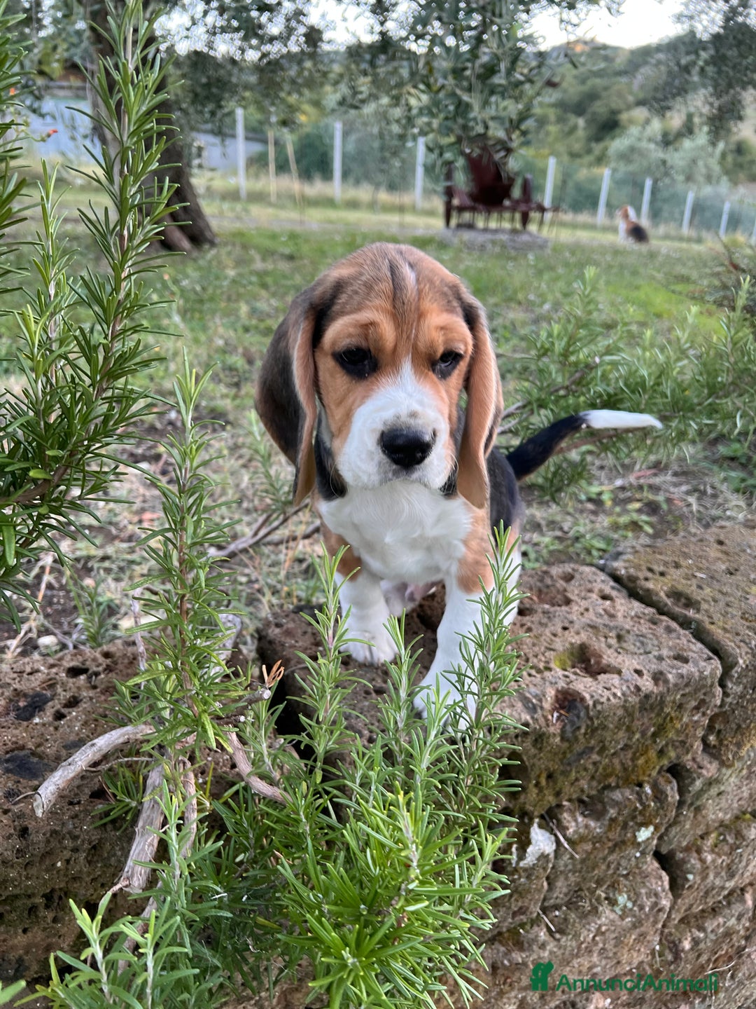 Beagle cani in vendita: Cuccioli di beagle - Annuncio 7
