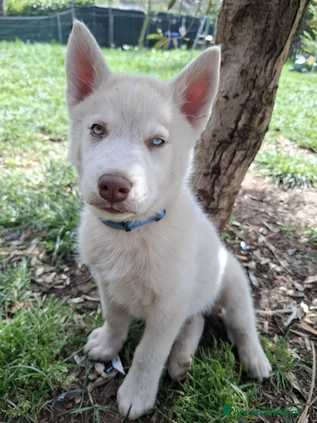 Husky cani in vendita: Siberian husky  - Annuncio 2