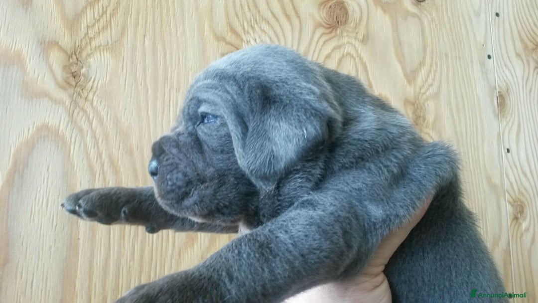 Cane Corso cani in vendita: spettacolari cuccioli di cane Corso  - Annuncio 6