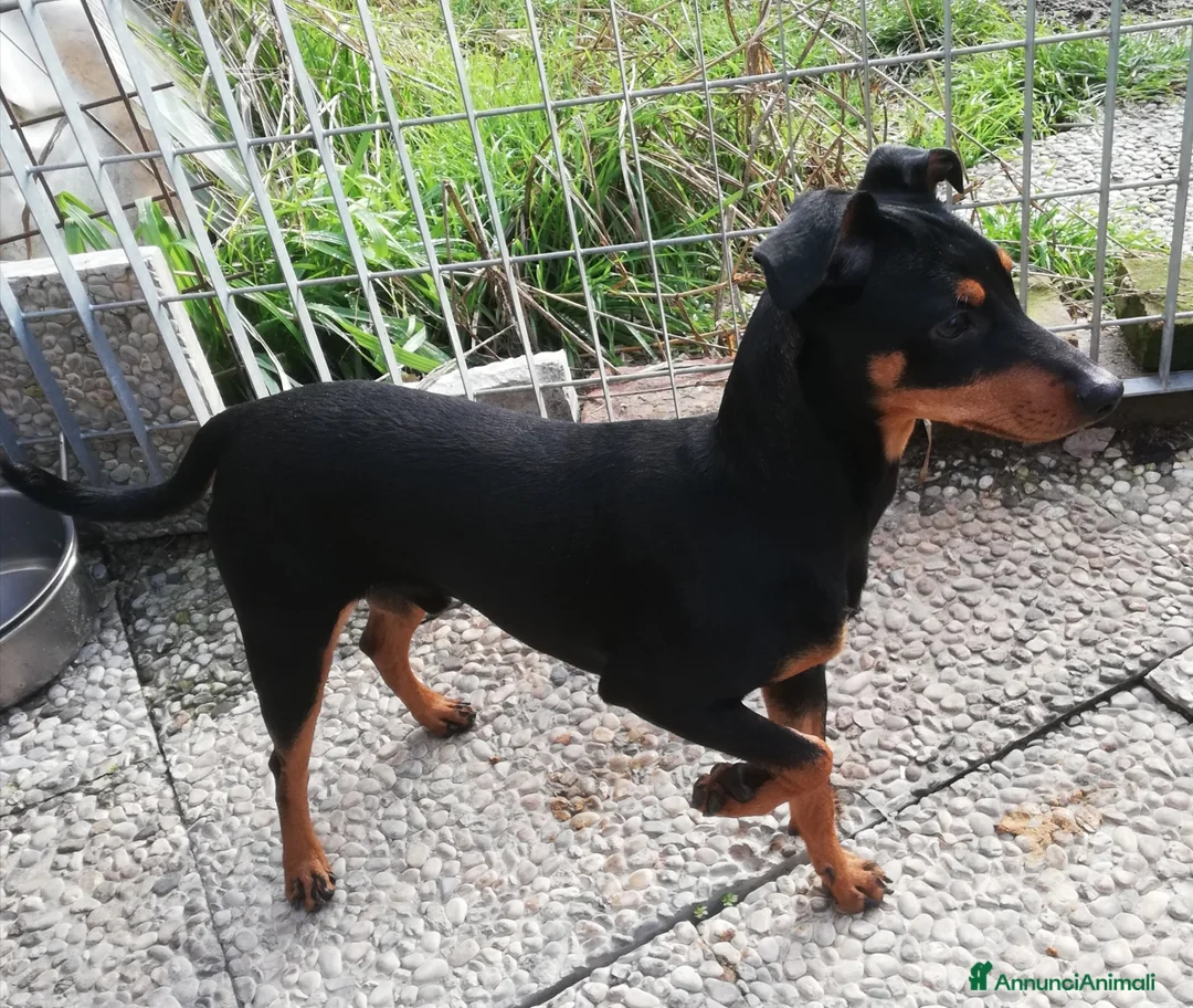 Pinscher Miniatura cani in regalo: Regalo Pincher , Zwergpinscher  - Annuncio 4