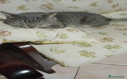 Europeo gatti in regalo: coccolone morfeo in regalo a Città metropolitana di Catania - Immagine 2