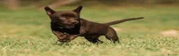 Australian Kelpie cani in vendita: Cuccioli Australian Kelpie  a Provincia di Siena - Annuncio 18