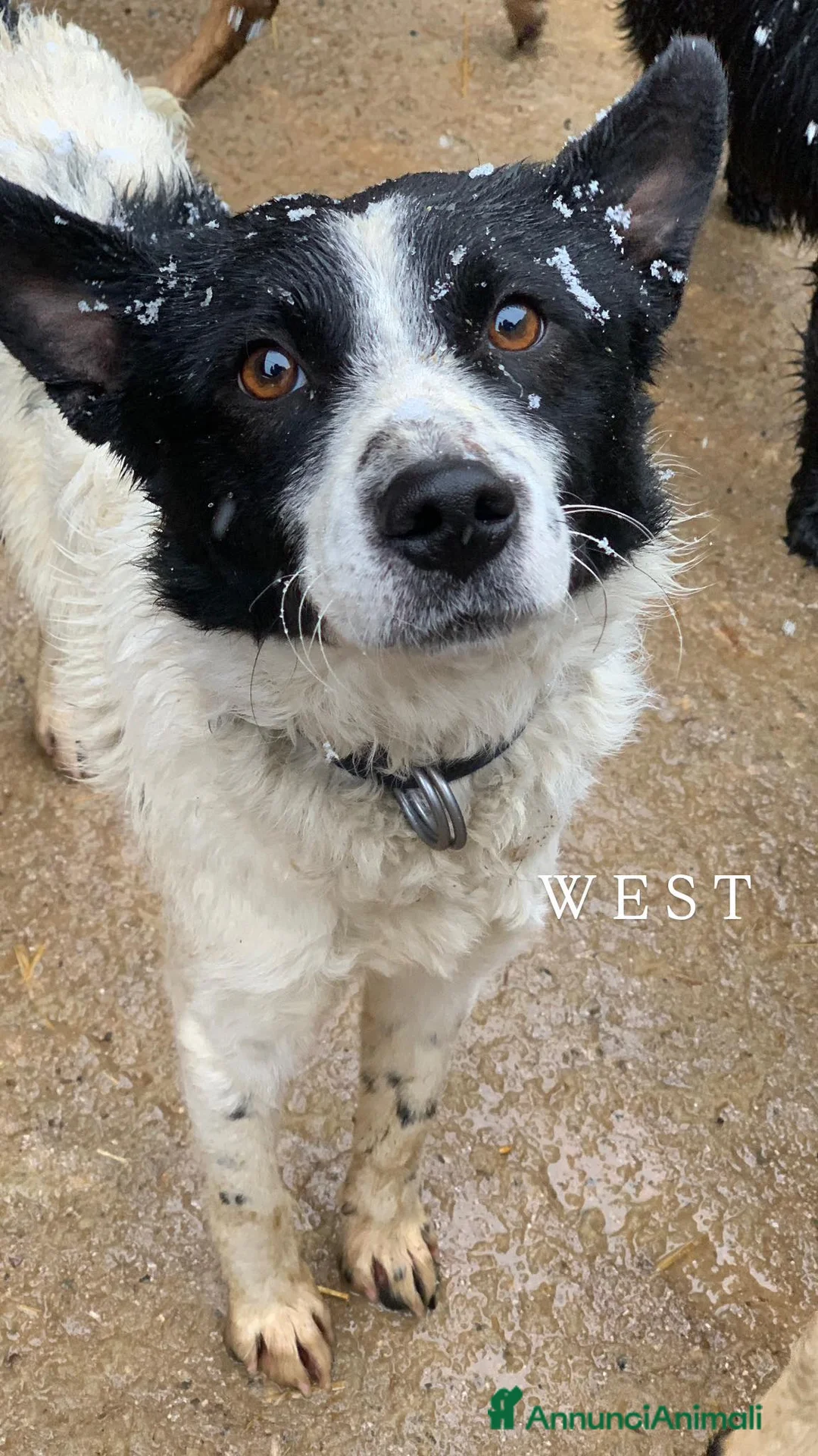 Meticcio cani in regalo: WEST, timido nanetto cerca famiglia! - Annuncio 1