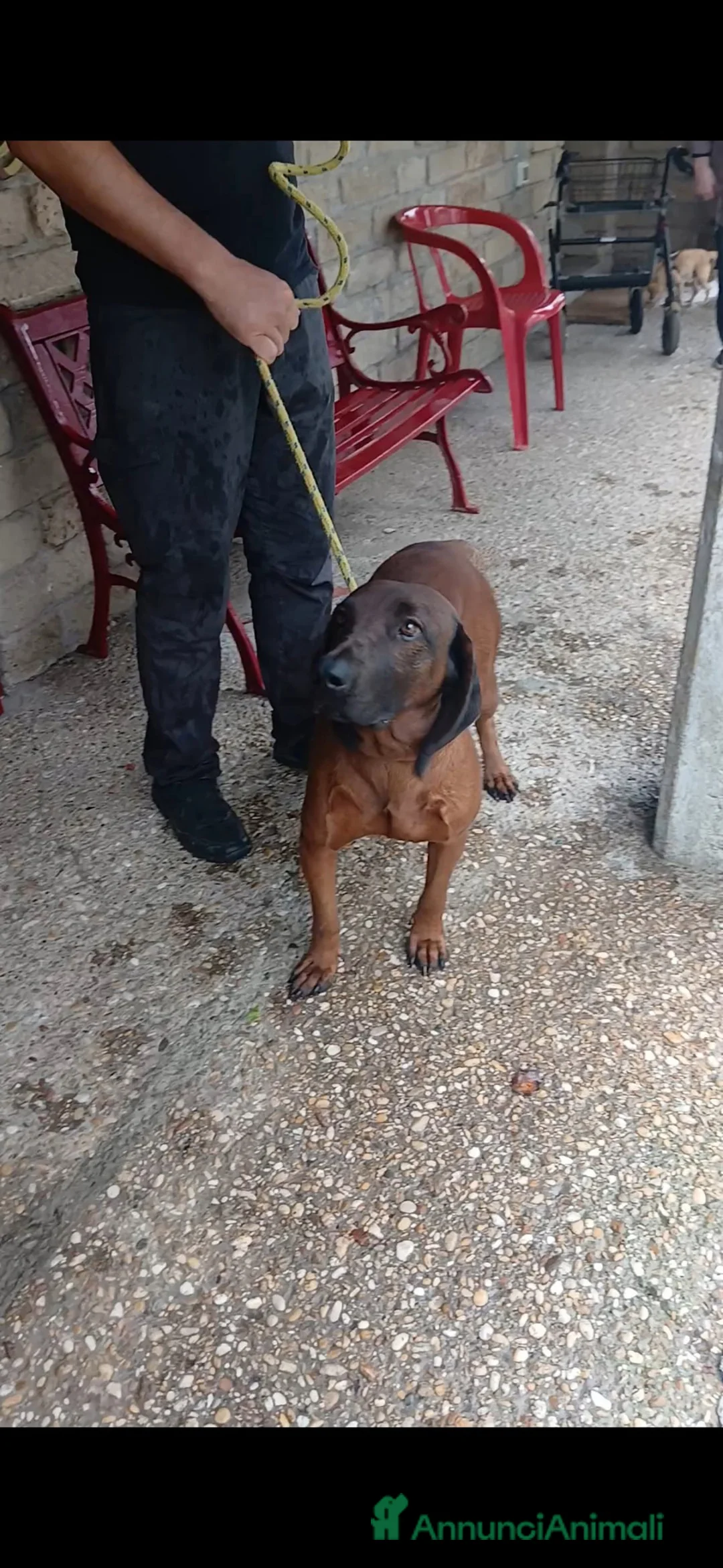 Segugio Bavarese cani in regalo: ROCCO CANE ROSSO DI BAVIERA CERCA CASA - Annuncio 4