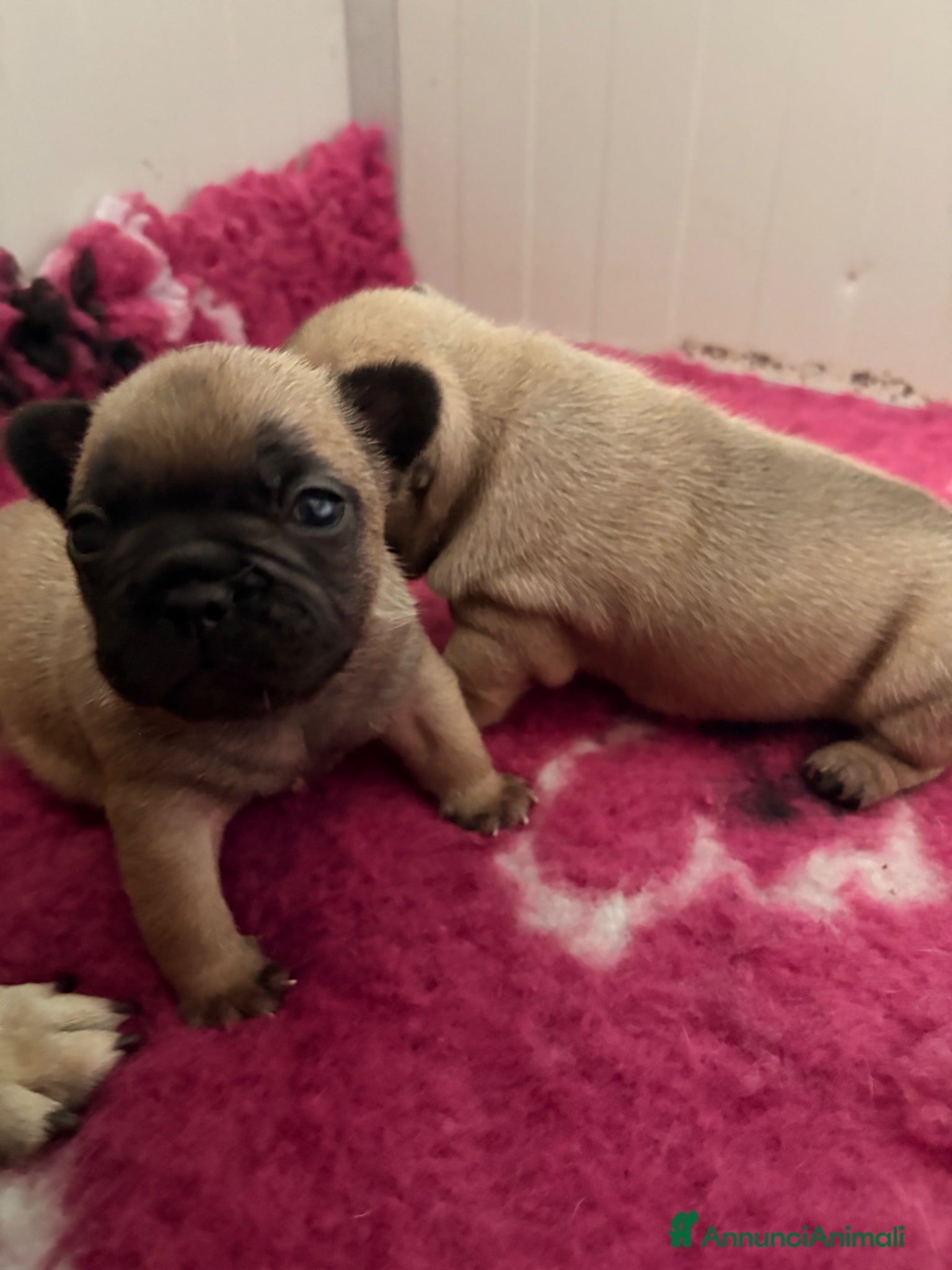 Bulldog Francese cani Bulldog francesi pedegree enci  - Annuncio 1
