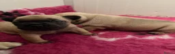 Bulldog Francese cani in vendita: Bulldog francesi pedegree enci  - Annuncio 1