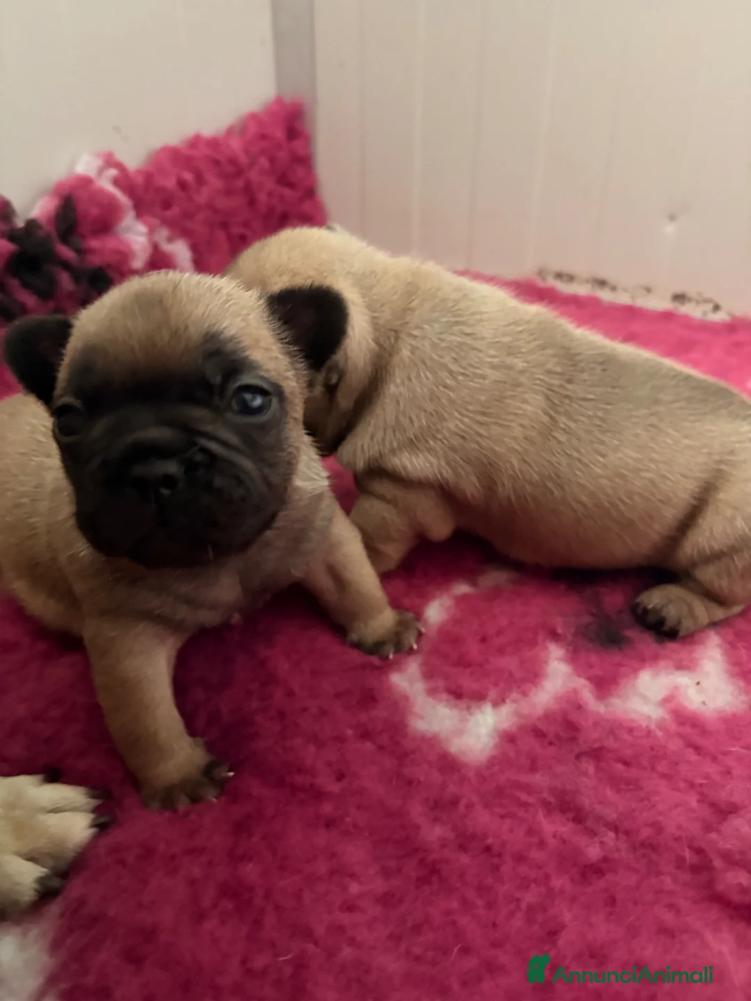 Bulldog Francese cani in vendita: Bulldog francesi pedegree enci  - Annuncio 1