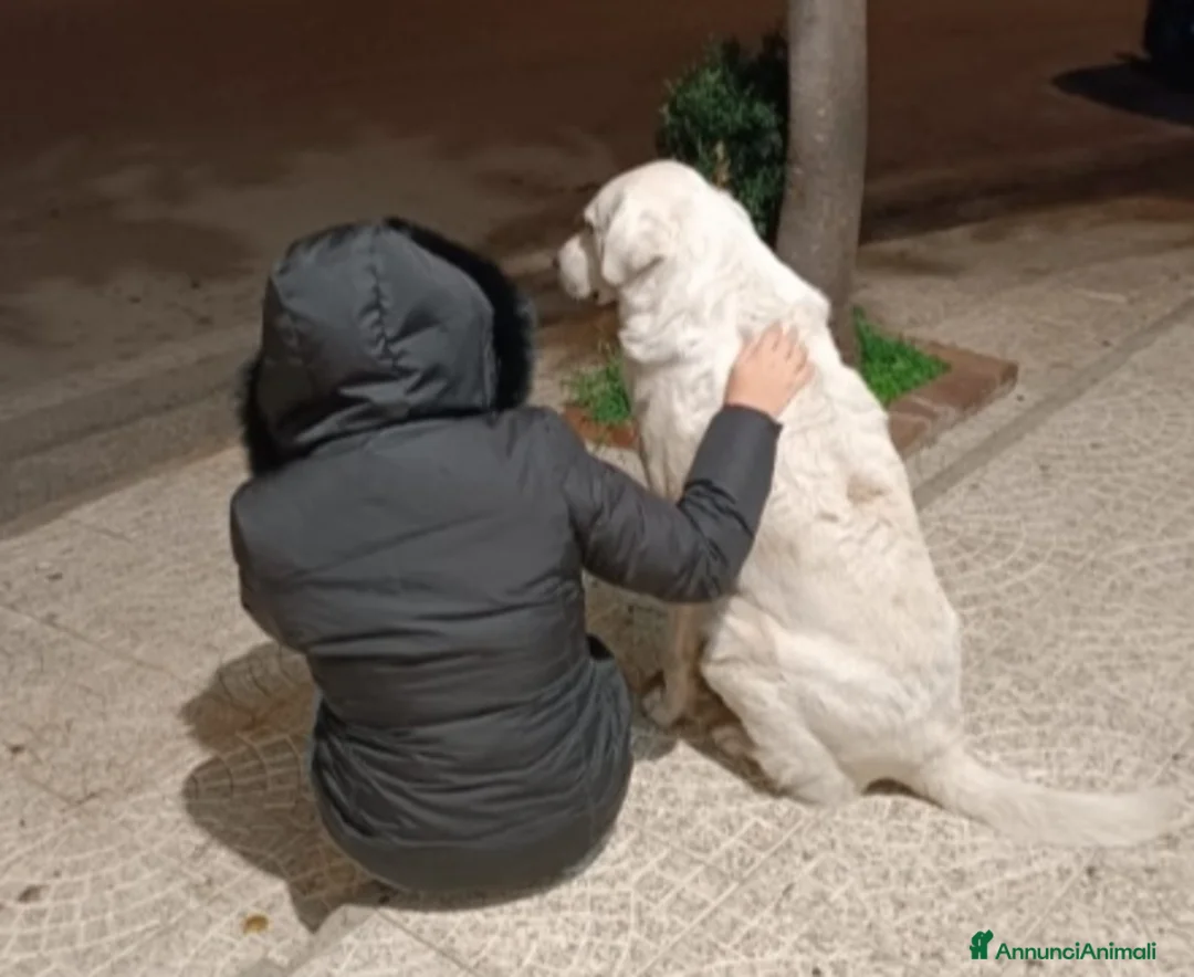 Pastore Maremmano cani in regalo: Maremmano anziano NN LO VOGLIONO+IN STRADA!CALABRI - Annuncio 5