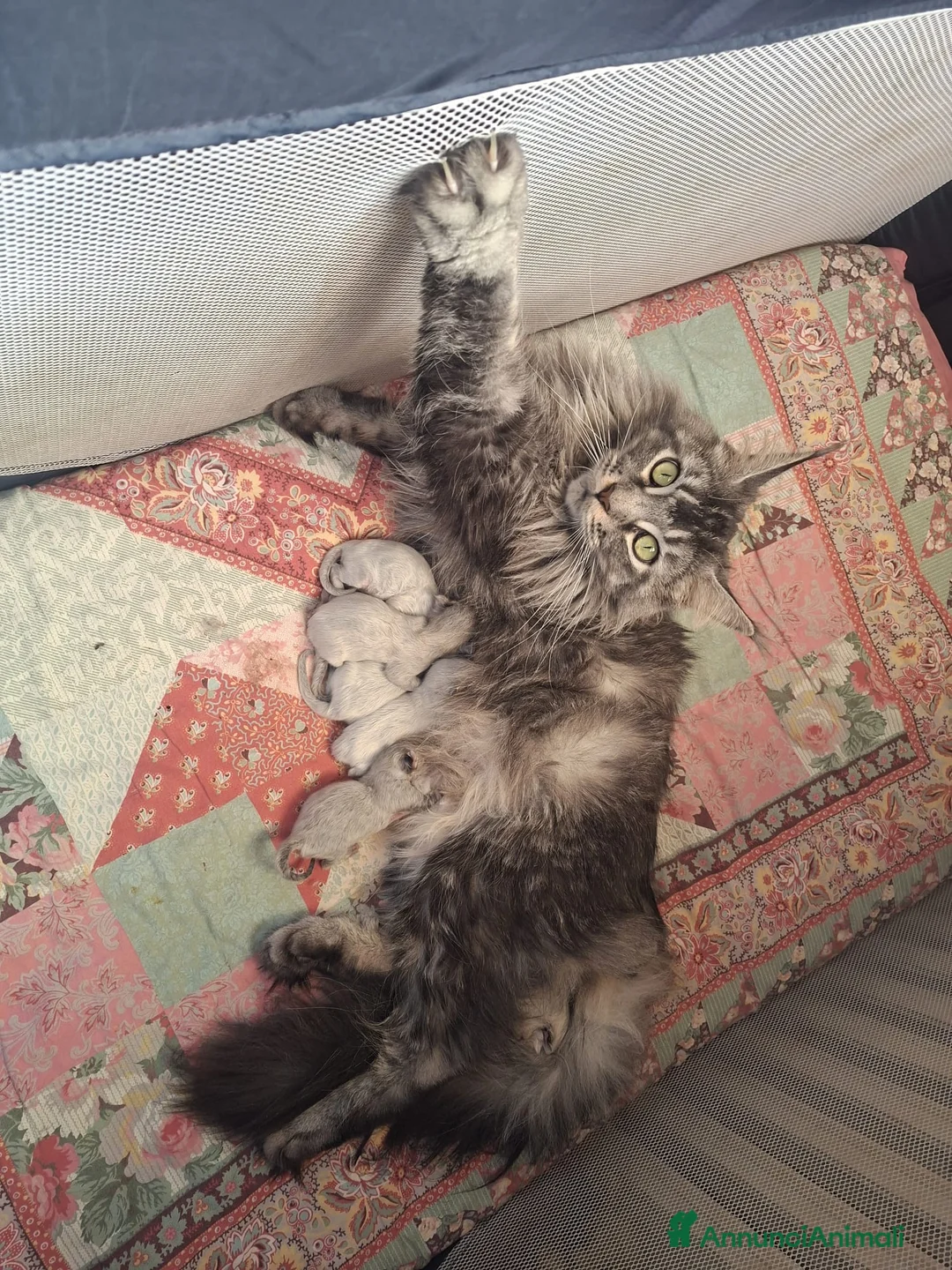 Immagine della galleria {{count}}