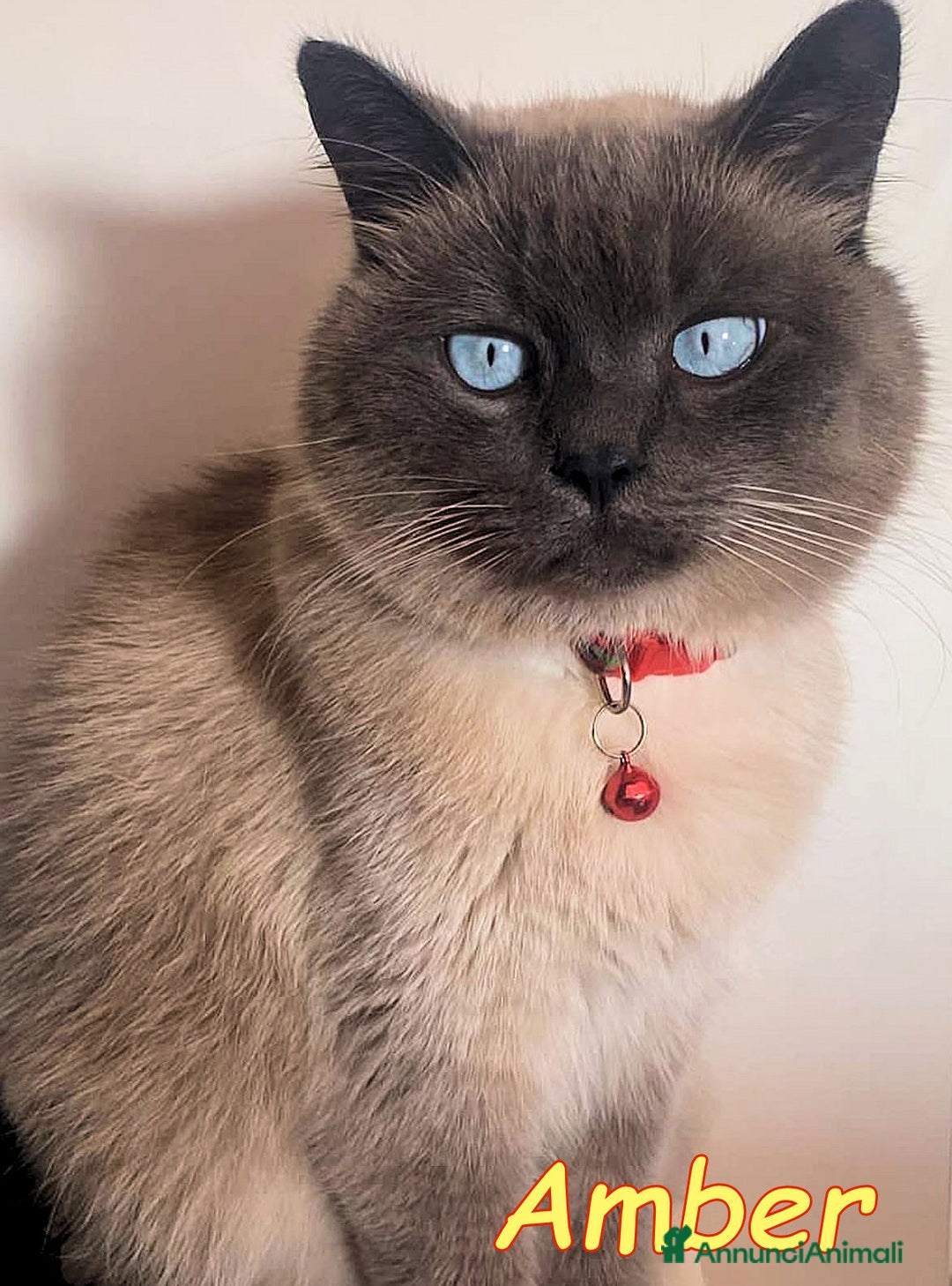 Siamese gatti in regalo: AMBER a Città metropolitana di Roma Capitale - Immagine 5