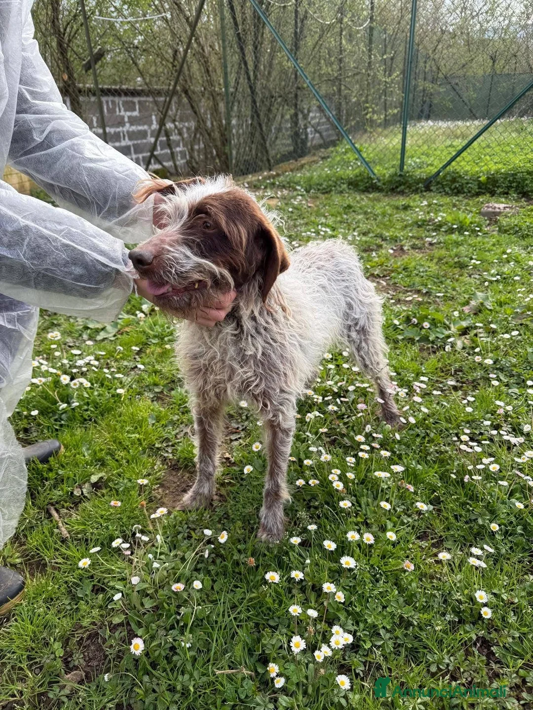 Meticcio cani in regalo: Lolita a Provincia di Viterbo - Annuncio 3