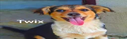 Meticcio cani in regalo: 4 CUCCIOLI coccoloni da morire! TG MEDIO PICCOLA - Annuncio 3