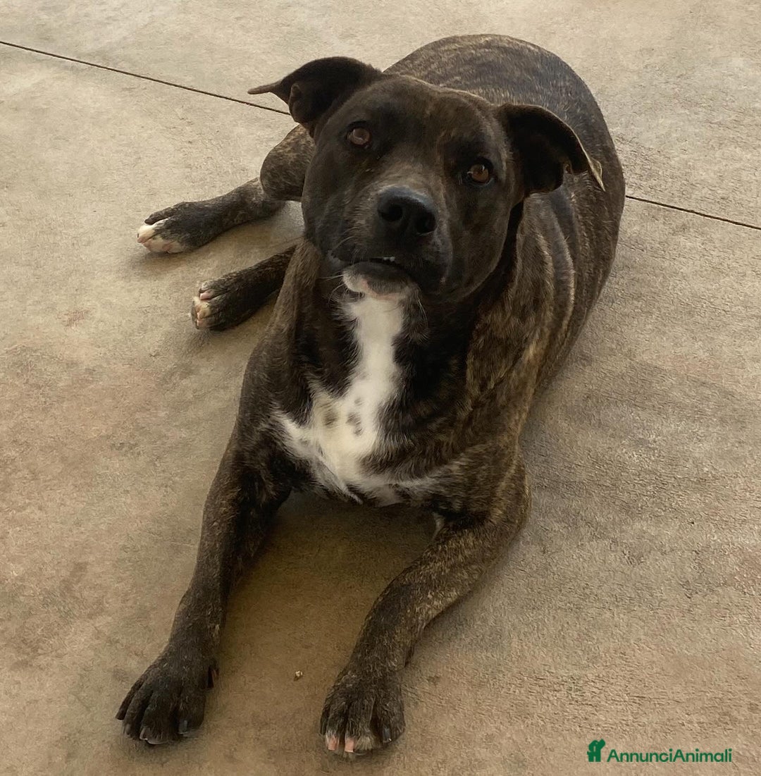 Meticcio cani in regalo: WENDY dolce cagnolina 2 anni cerca adozione a Provincia di Latina - Annuncio 3