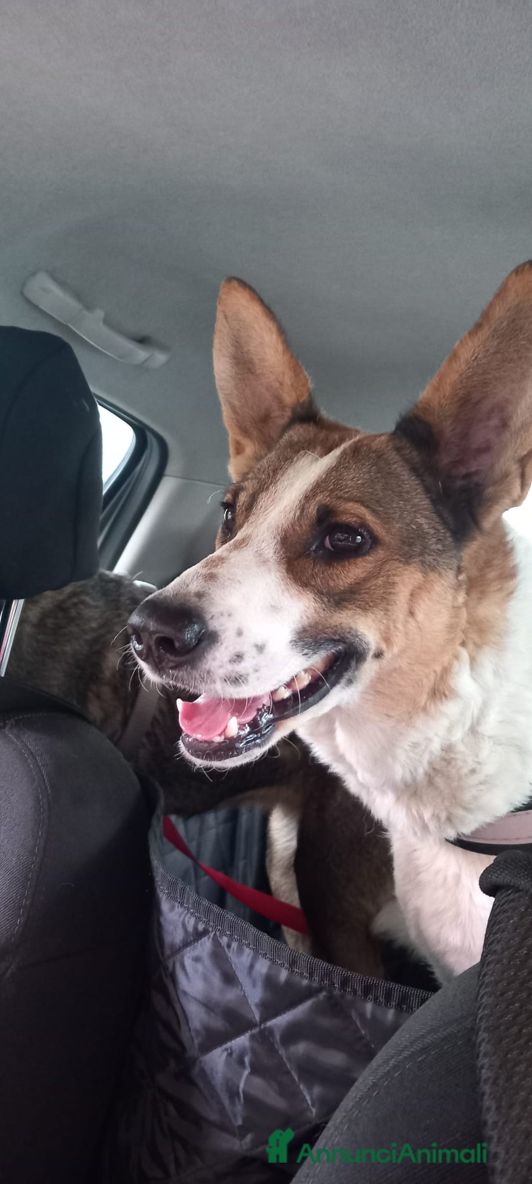 Meticcio cani in regalo: Bianca, simil pastorina!  - Annuncio 4