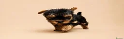 Yorkshire cani in vendita: Adorabili Cuccioli di Yorkshire terrier M/F - Annuncio 11