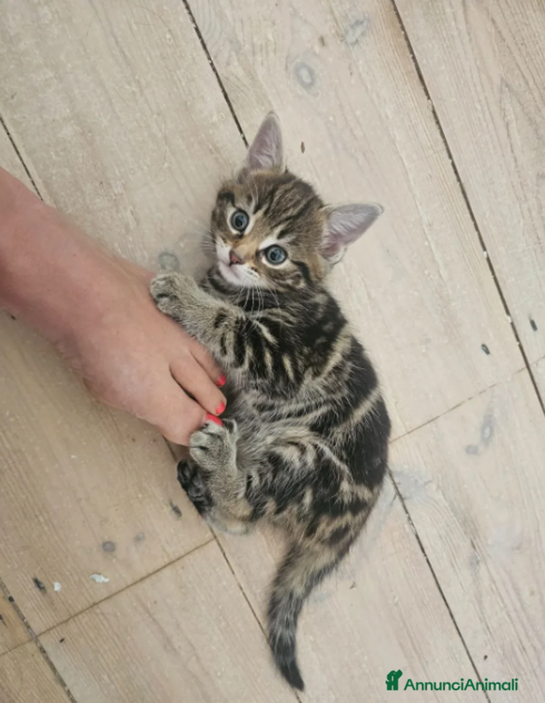 Maine Coon gatti in vendita: Bellissimi cuccioli di Maine Coon - Annuncio 15