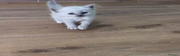 Ragdoll gatti in vendita: Ragdoll - Annuncio 9
