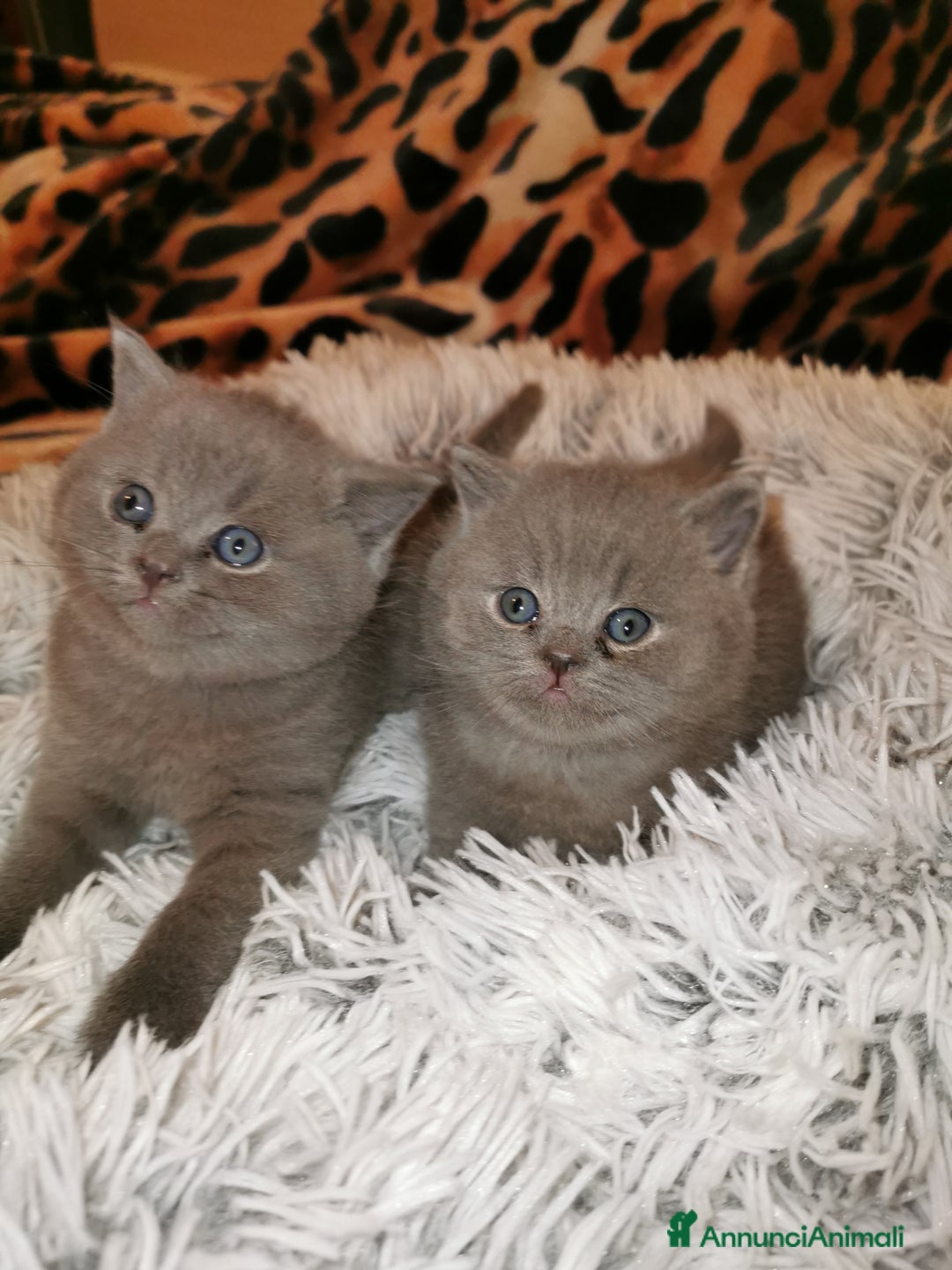 Scottish gatti in vendita: Gattini, cuccioli Scottish, British Straight  - Annuncio 2