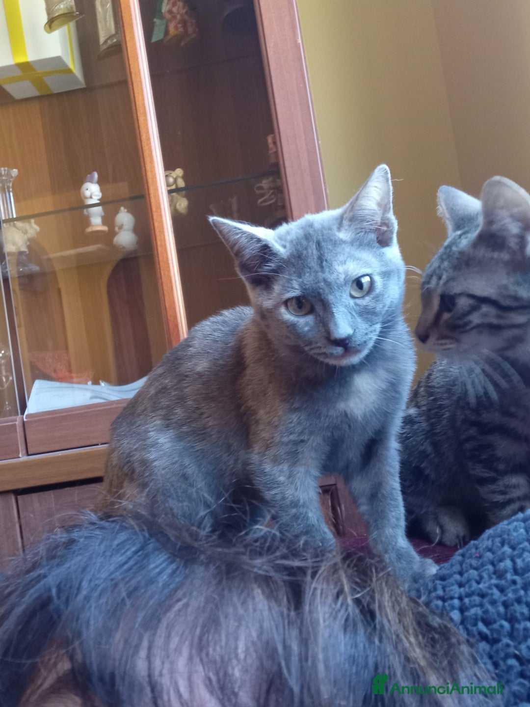 Meticcio gatti in regalo: EHI MI ADOTTI? - Annuncio 6