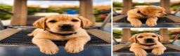 Labrador cani in vendita: Figli di campione riproduttore superpedigree - Annuncio 8
