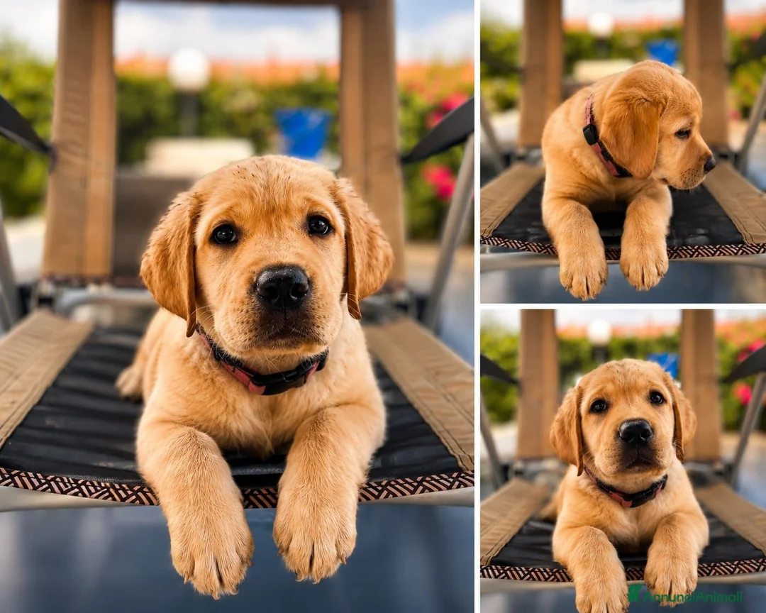 Labrador cani in vendita: Figli di campione riproduttore superpedigree - Annuncio 8