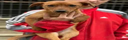 Meticcio cani in regalo: NIKITA, trottolina coccolona! TG PICCOLA - Annuncio 4