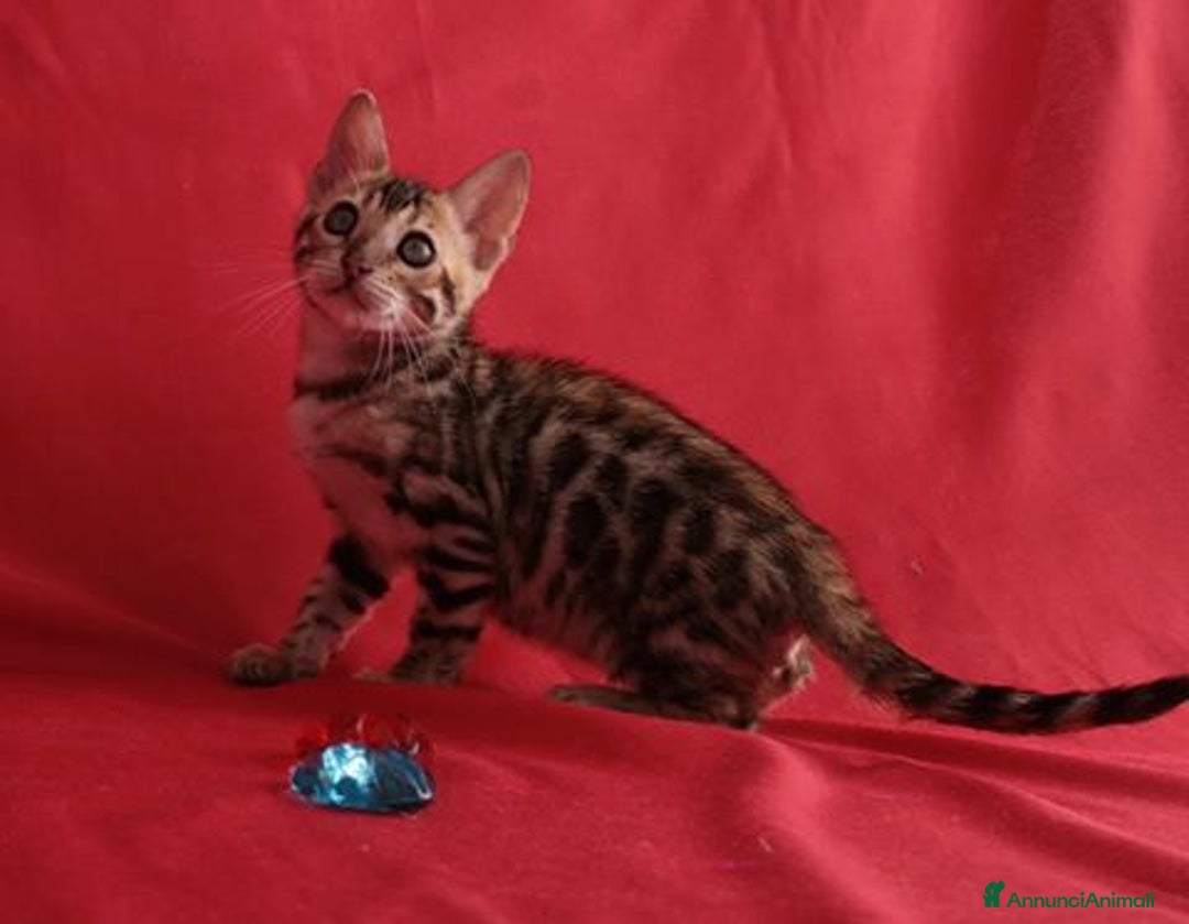 Immagine della galleria {{count}}