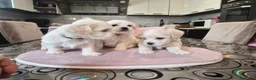 Maltese cani in vendita: Cuccioli maltesi taglia piccola pelo liscio  - Annuncio 1
