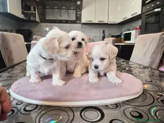 Maltese cani Cuccioli maltesi taglia piccola pelo liscio - Annuncio 5