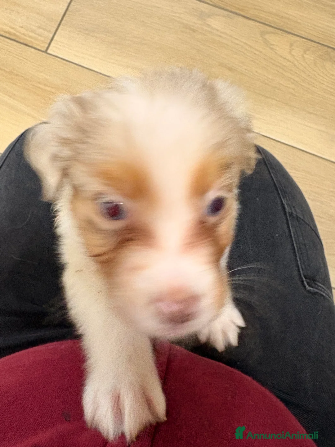 Australian Shepherd cani in vendita: Pastore australiano  - Annuncio 9