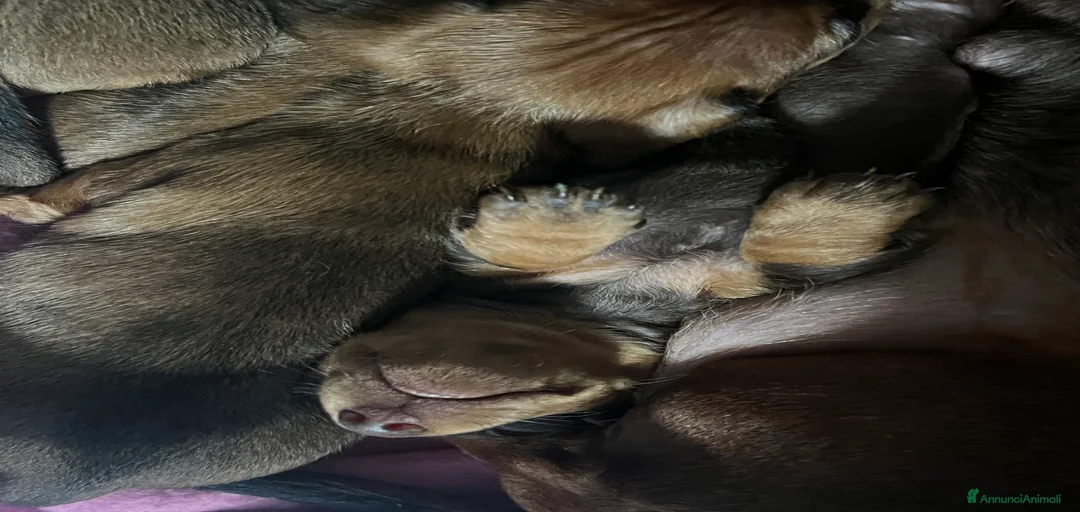 Immagine della galleria {{count}}