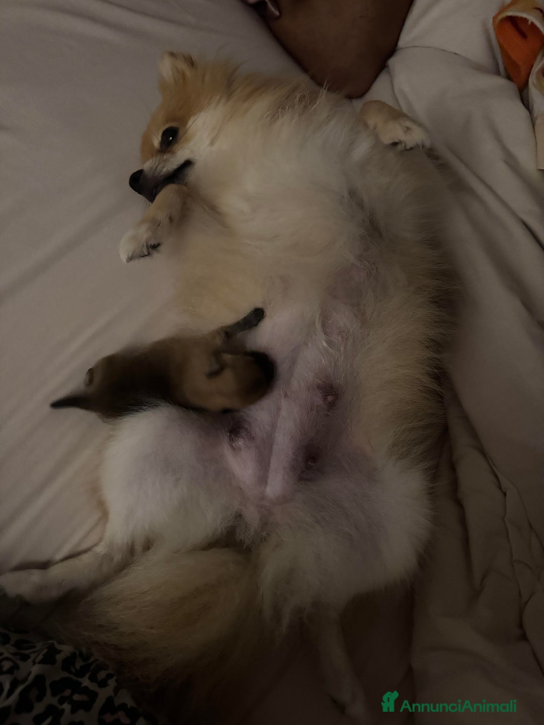 Volpino Pomerania cani in vendita: cucciolo maschio volpino di pomerania fulvo - Annuncio 4